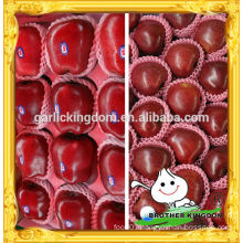 Huaniu apple/ China huaniu apple/Red delicious apple